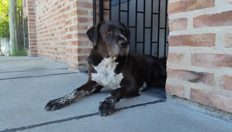 Día del Animal: por qué este 29 de abril conmemoramos a nuestros amigos de cuatro patas