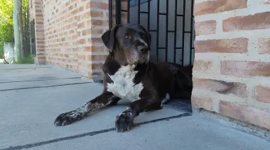 Día del Animal: por qué este 29 de abril conmemoramos a nuestros amigos de cuatro patas