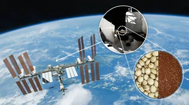 Semillas espaciales de la NASA: el experimento que desafió la radiación cósmica