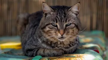 Señales de vejez en gatos: cómo detectar el dolor silencioso a tiempo