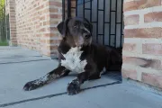 Día del Animal: por qué este 29 de abril conmemoramos a nuestros amigos de cuatro patas