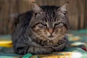 Señales de vejez en gatos: cómo detectar el dolor silencioso a tiempo